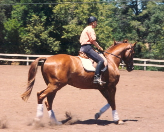 Janine Klein and Shebang, a Hanoverian that she bought from Reinhard Baumgart